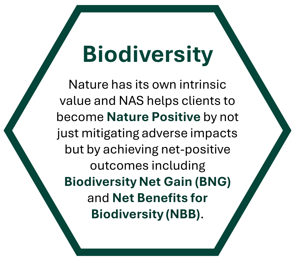 Biodiversity Nature has its own intrinsic value and NAS helps clients to become Nature Positive by not just mitigating adverse impacts but by achieving net-positive outcomes including Biodiversity Net Gain (BNG) and Net Benefits for Biodiversity (NBB).